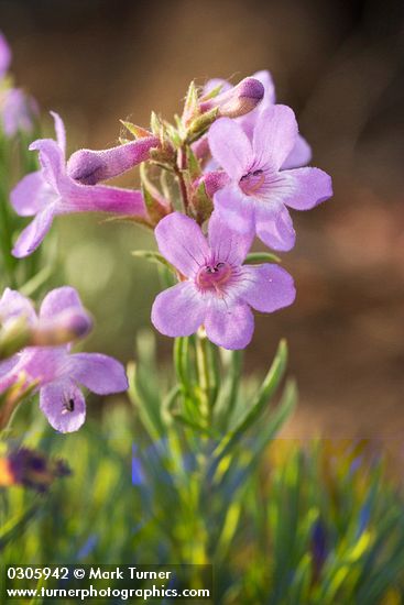 Rock Penstemon blossoms detail
