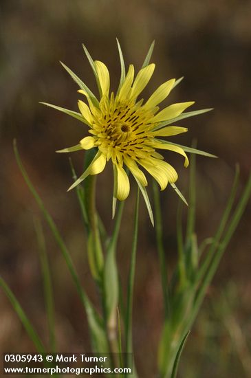 Yellow Salsify blossom