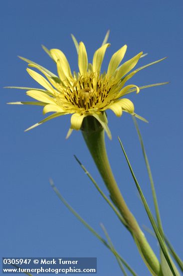 Yellow Salsify blossom against blue sky