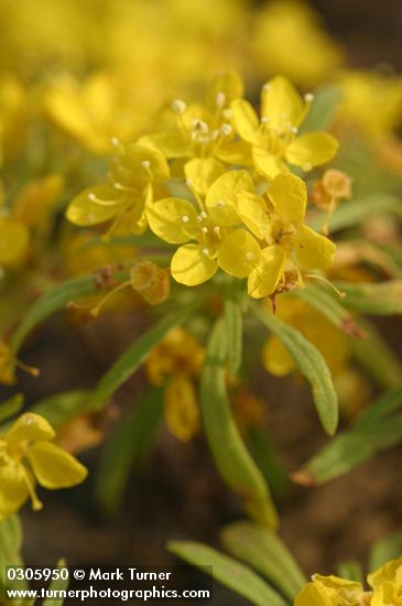 Obscure Evening Primrose blossoms & foliage detail