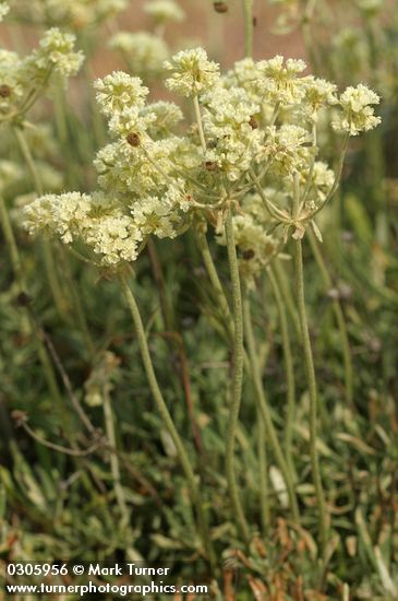 Parsnipflower Buckwheat