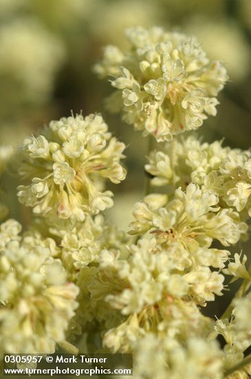 Parsnipflower Buckwheat blossoms extreme detail