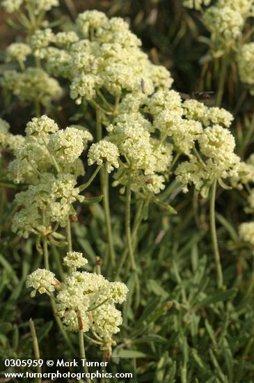 Parsnipflower Buckwheat