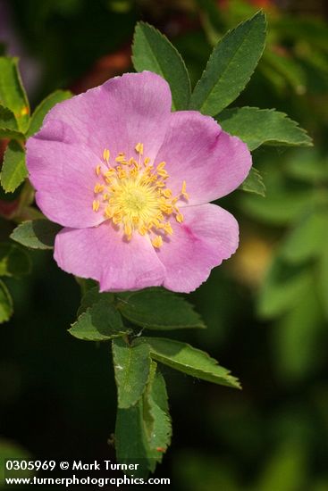 Pearhip Rose blossom & foliage detail