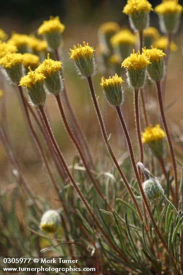 Scabland Fleabane blossoms & foliage detail