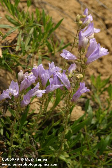 Shrubby Penstemon