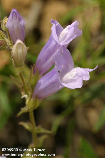 Shrubby Penstemon blossoms detail