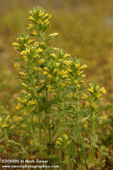 Yellow Parentucellia