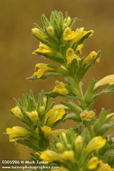 Yellow Parentucellia blossoms & foliage