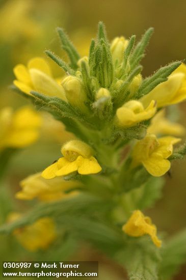 Yellow Parentucellia blossoms detail