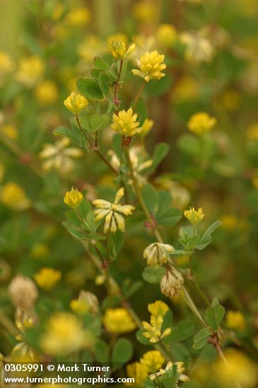 Small Hop Clover blossoms & foliage detail