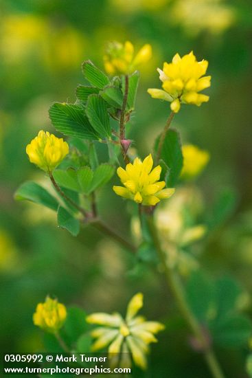 Small Hop Clover blossoms & foliage detail