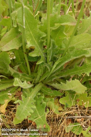 Hairy Cat's Ear basal leaves detail