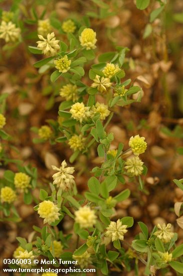 Field Clover blossoms & foliage detail