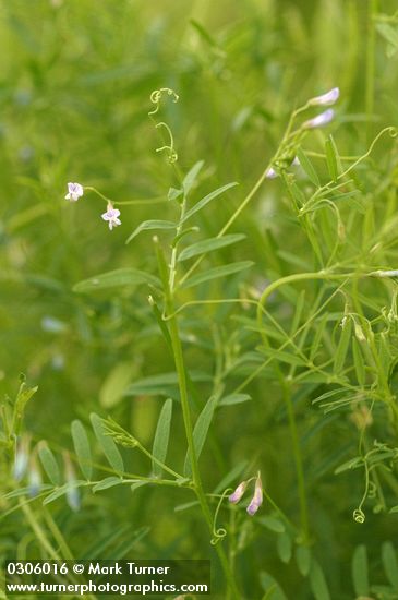 Hairy Vetch