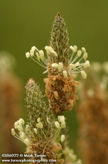 English Plantain blossoms extreme detail