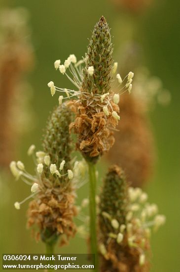 English Plantain blossoms detail