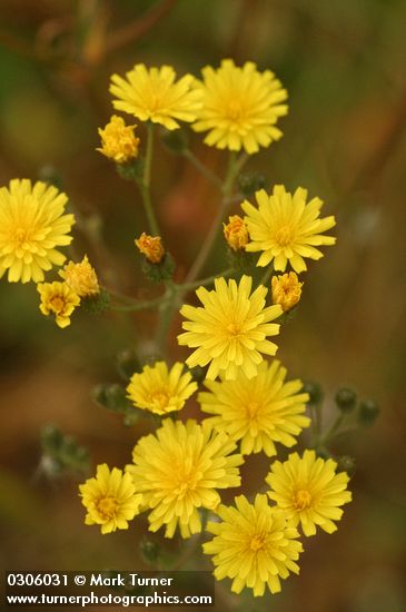 Smooth Hawksbeard blossoms detail