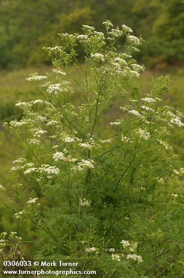 Poison Hemlock