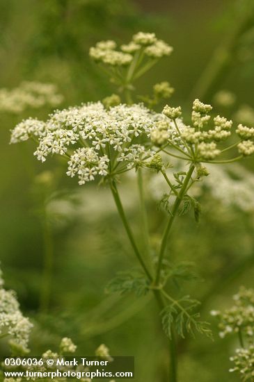 Poison Hemlock blossoms & foliage detail