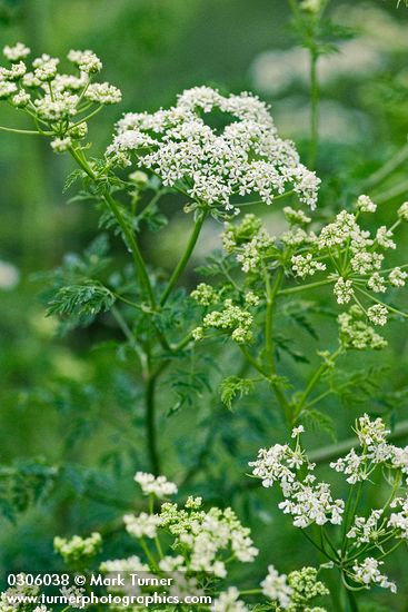 Poison Hemlock blossoms & foliage detail