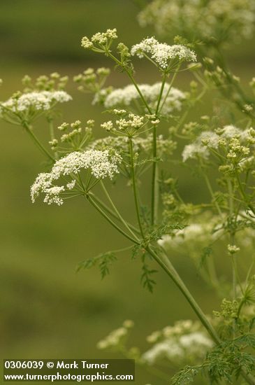 Poison Hemlock blossoms & foliage detail