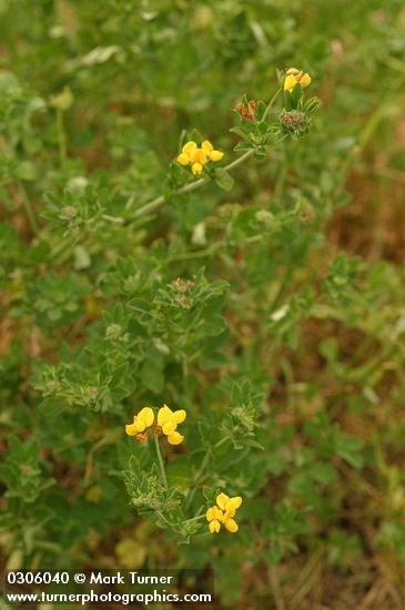 Bird's-foot Trefoil
