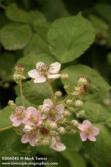 Himalayan Blackberry blossoms & foliage
