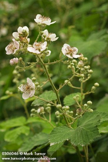 Himalayan Blackberry blossoms & foliage