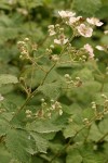 Himalayan Blackberry blossoms & foliage
