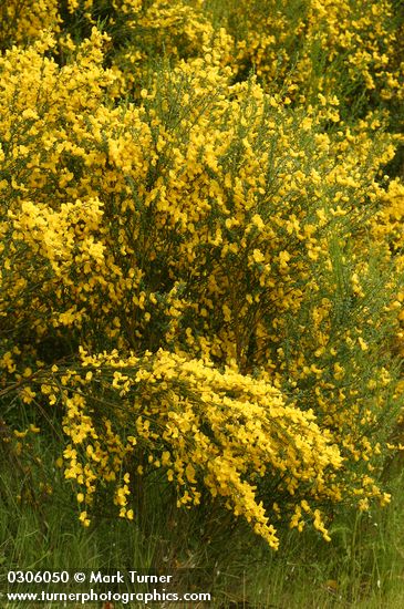 Scotch Broom
