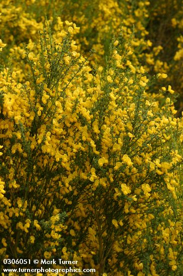 Scotch Broom