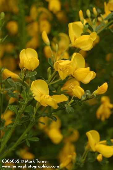 Scotch Broom blossoms & foliage detail