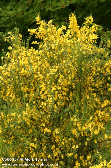 Scotch Broom