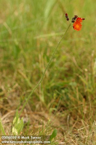 Orange Hawkweed