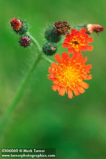 Orange Hawkweed blossoms detail