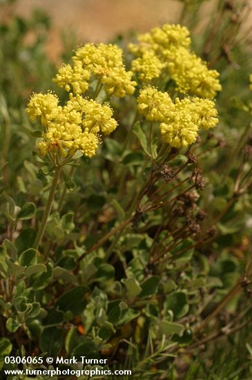 Sulfur Buckwheat (Sulphur Eriogonum)