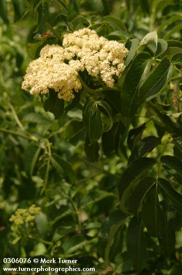 Blue Elderberry blossoms & foliage