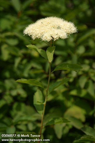 Birchleaf Spiraea blossoms & foliage