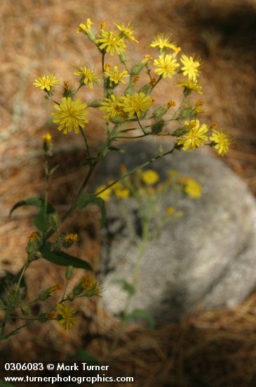 Western Hawkweed