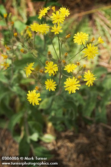 Western Hawkweed