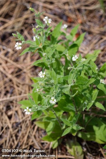Menzies' Catchfly