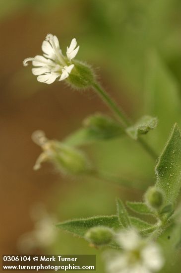 Menzies' Catchfly blossom & foliage detail