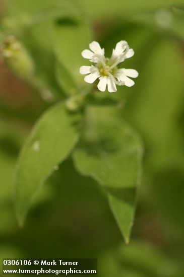Menzies' Catchfly blossom & foliage detail