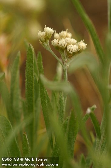 Woodrush Pussytoes blossoms & foliage detail