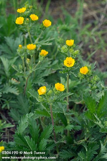 Fivefinger Cinquefoil