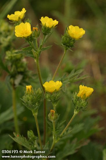 Fivefinger Cinquefoil blossoms
