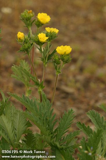 Fivefinger Cinquefoil blossoms & foliage