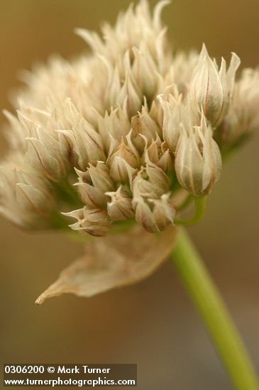 Tolmie's Onion dry flower head extreme detail
