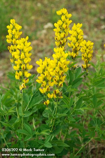 Mountain Golden-pea blossoms & foliage